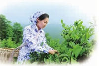 九洲国际,油茶莳植生产加工销售,植物油莳植生产加工销售