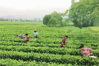 九洲国际,油茶莳植生产加工销售,植物油莳植生产加工销售