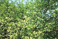 九洲国际,油茶莳植生产加工销售,植物油莳植生产加工销售