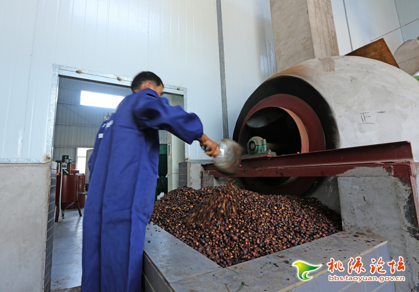 九洲国际,油茶莳植生产加工销售,植物油莳植生产加工销售