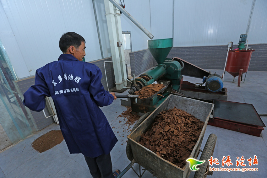 九洲国际,油茶莳植生产加工销售,植物油莳植生产加工销售