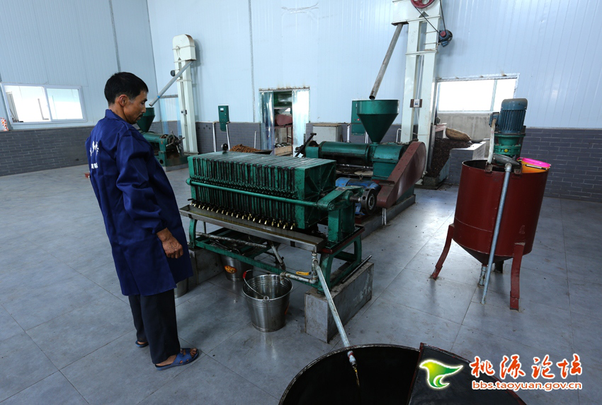 九洲国际,油茶莳植生产加工销售,植物油莳植生产加工销售