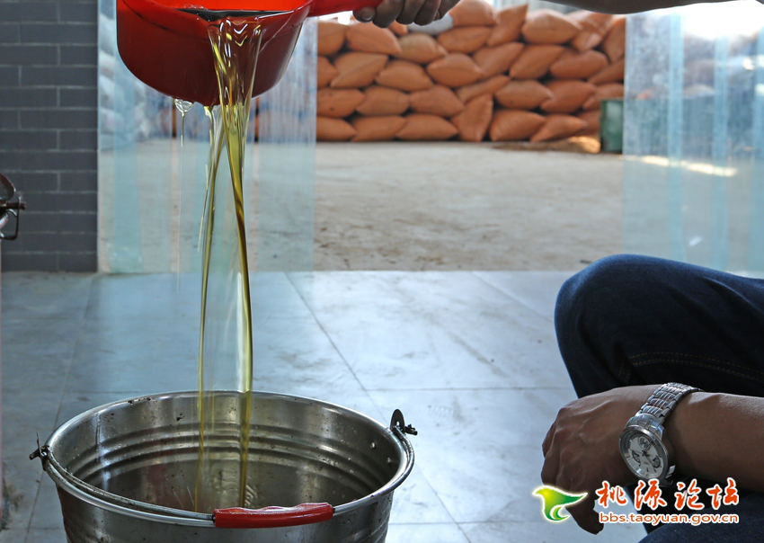 九洲国际,油茶莳植生产加工销售,植物油莳植生产加工销售