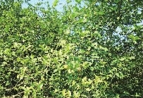 九洲国际,油茶莳植生产加工销售,植物油莳植生产加工销售